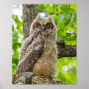 Search for fuzzy posters Eyes