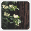 Search for redwoods stickers Yosemite