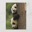 Search for temperate postcards Asia