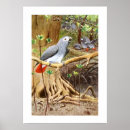 Search for grey parrot posters Wildlife