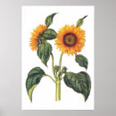 Search for annuus Floral