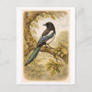 Search for magpie postcards Animal