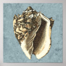 Search for seashell posters Conch