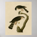 Search for shinned art Illustration