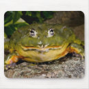 Search for burrowing mouse mats Animal