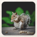 Search for feed barware Squirrel