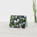 Search for junipers Trees