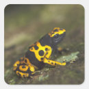 Search for dart frog stickers Full length