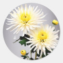 Search for chrysanthemum stickers Yellow