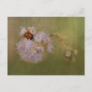 Search for ladybug design postcards Ladybird