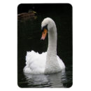 Search for swans magnets Adorable