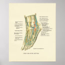 Search for ankles posters Foot