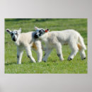 Search for sheep lamb posters Nature