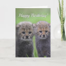 Search for cheetah birthday cards Africa
