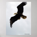 Search for eagle lover posters Bald