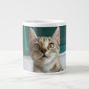 Search for tabby kitten mugs Domestic animals