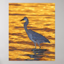 Search for st petersburg florida posters Sunset