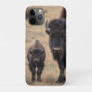 Search for bison cow electronics Calf