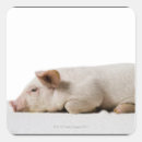 Search for baby piglet stickers Babies
