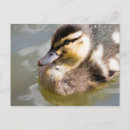 Search for baby ducklings postcards Animal