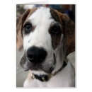 Search for buster Pets