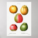 Search for vintage peach illustration posters Botanical