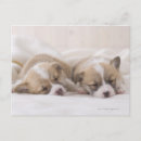 Search for portrait horizontal postcards Sleeping