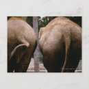 Search for pachyderm postcards Animal