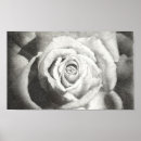 Search for black and white rose drawings posters Ink