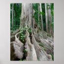 Search for fig posters Tree