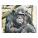 Search for wild apes posters Cute