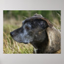 Search for pit bull terrier posters Staffordshire