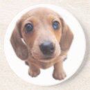 Search for dapple dachshund gifts Doxie