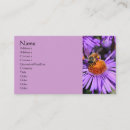 Search for aster photography Nature