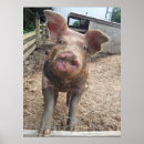 Search for funny pig posters Cute
