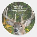 Search for big buck stickers Hunting