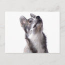 Search for husky puppy postcards Cute