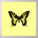 Search for papillion posters Insect