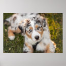 Search for australian shepherd puppy posters Canine