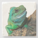 Search for reptile pet coasters Iguana