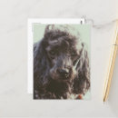 Search for puppy face postcards Cute