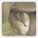 Search for asian elephant stickers Calf