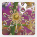 Search for cosmos flower stickers Garden