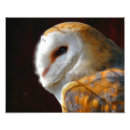 Search for barn owl posters Wild