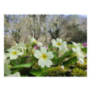Search for primrose flowers posters Pink