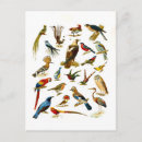 Search for birdwatcher vertical postcards Birds