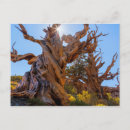 Search for bristlecone pine postcards Inyo national forest