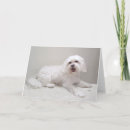 Search for havanese cards Animals