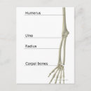Search for bones stamps posters Work