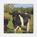 Search for horned magnets Photography